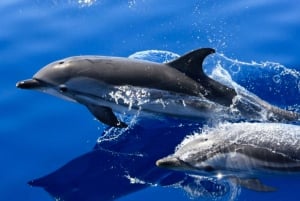 Lanzarote: Lobos Island Halvdagsutflykt med delfinskådning