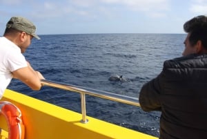 Lanzarote: Lobos Island Halvdagsutflykt med delfinskådning