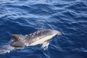 Lanzarote: Lobos Island Halvdagsutflykt med delfinskådning