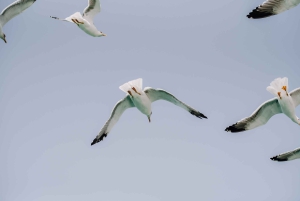 Lanzarote: Vattenbussbiljett från Playa Blanca till Marina Rubicón