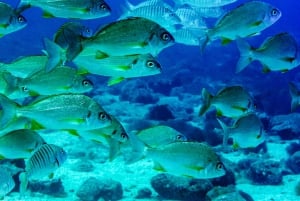 Lanzarote: Real Submarine Dive