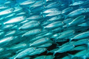 Lanzarote: Real Submarine Dive