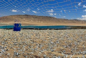 Lanzarote: Return Ferry to La Graciosa with Bus Pickup