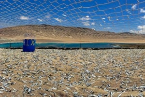 Lanzarote: Roundtrip Ferry Ticket to La Graciosa with Wi-Fi