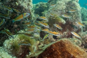 Lanzarote: Scuba Diving Refresher Course