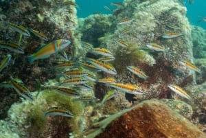 Lanzarote: Oppfriskningskurs i dykking