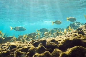 Lanzarote: Snorkel Guided Tour in Papagayo.