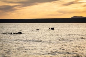 Lanzarote Sunset Experience with dolphin spotting