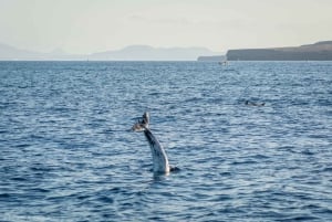 Lanzarote Sunset Experience with dolphin spotting
