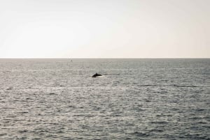 Lanzarote Sunset Experience with dolphin spotting