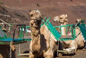 Lanzarote: Timanfaya National Park Volcanic Craters Tour