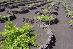 Lanzarote: Timanfaya Park and Jameos del Agua Full-Day Tour