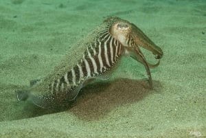 Lanzarote: Kokeile sukelluskokemusta