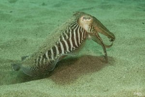 ランサローテ島：スキューバダイビングを体験しよう