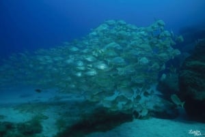 ランサローテ島：スキューバダイビングを体験しよう