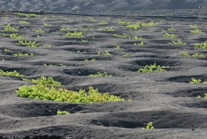 Lanzarote: Vingårdstur med vin- og chokoladesmagning