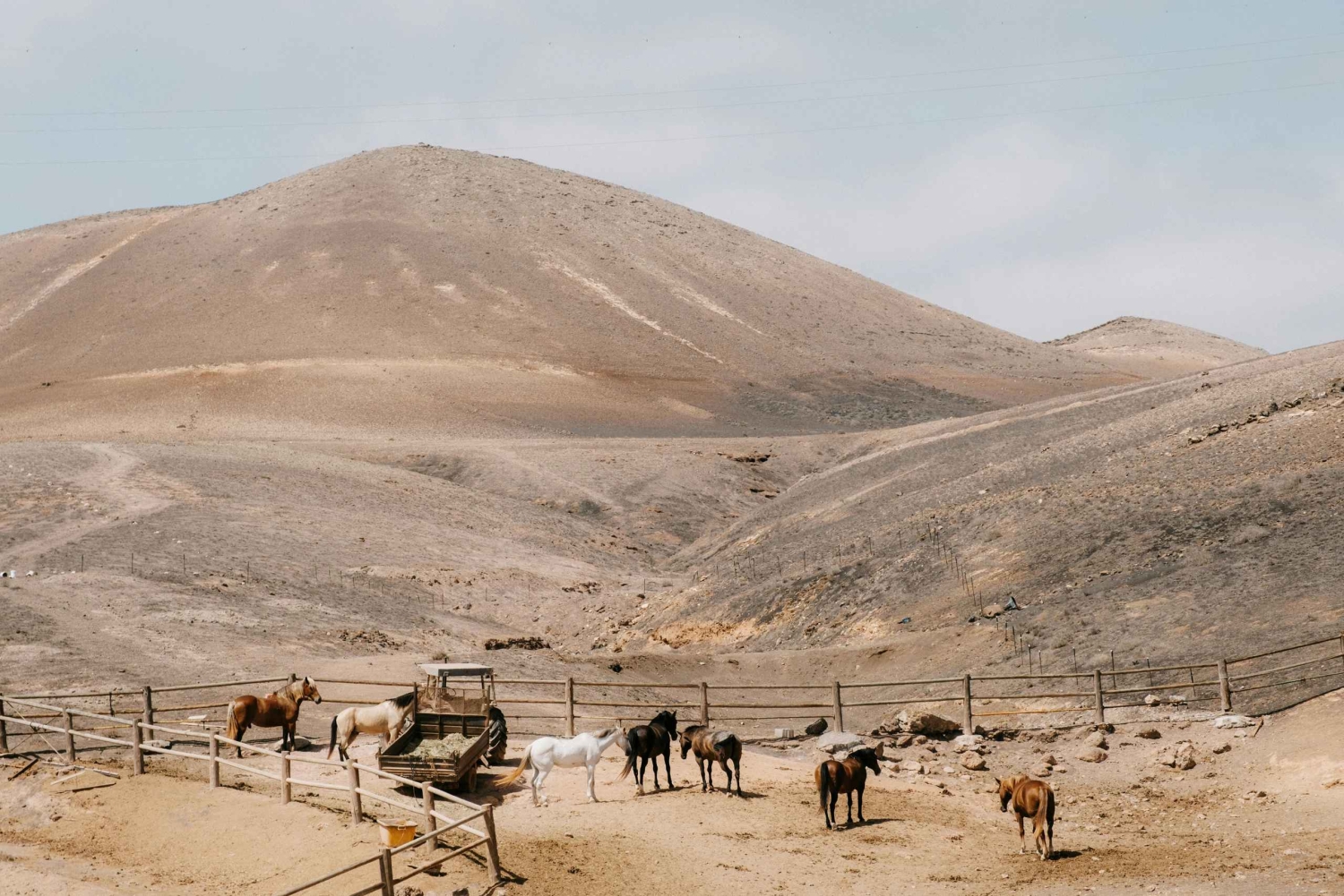 Lanzarote: Volcanic Landscape Horseback Riding Tour