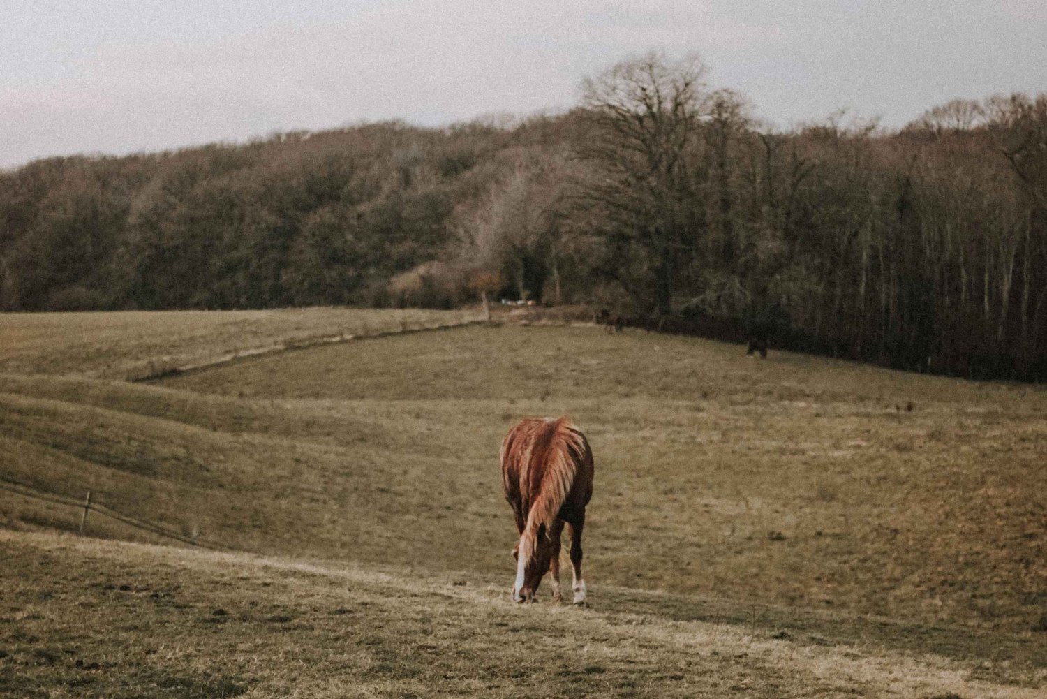 Lanzarote: Volcanic Landscape Horseback Riding Tour