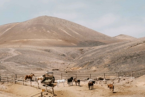 Lanzarote: Volcanic Landscape Horseback Riding Tour