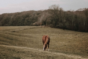 Lanzarote: Volcanic Landscape Horseback Riding Tour