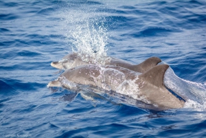 Lanzarote: Val- och delfinskådning med miljövänlig katamaran