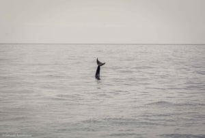 Lanzarote: Val- och delfinskådning med miljövänlig katamaran