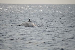 Lanzarote: Val- och delfinskådning med miljövänlig katamaran