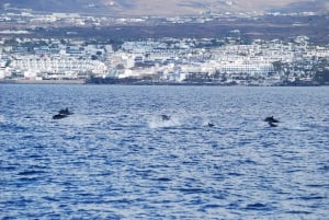 Lanzarote: Whale and Dolphin Watching Eco-Friendly Catamaran