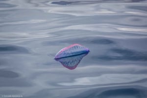 Lanzarote: Whale and Dolphin Watching Eco-Friendly Catamaran