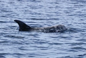 Lanzarote: Whale and Dolphin Watching Eco-Friendly Catamaran