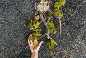 Lanzarote: Wine Tasting Tour at El Grifo Bodega