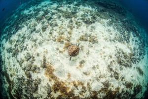 Las Palmas: Kurs i overlevelsesapné