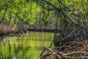 Los Haitises Boat Ride + Caño Hondo Natural Pools