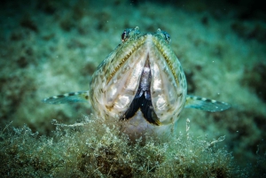 Museo Atlantico: Corso di immersione per subacquei non certificati