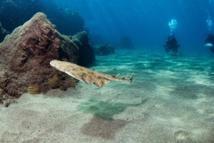 Museo Atlantico: Corso di immersione per subacquei non certificati