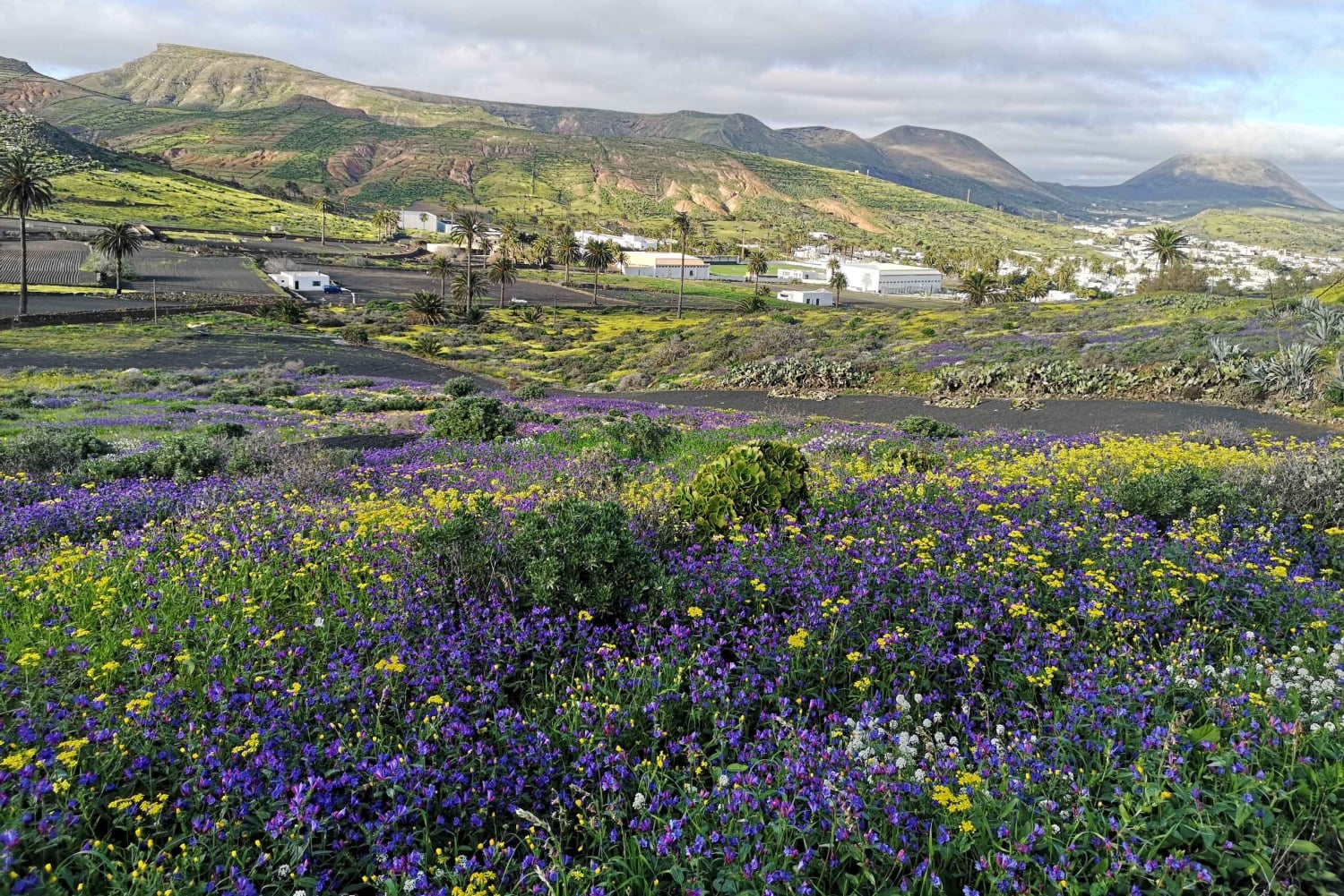 Północna Lanzarote: jaskinia, Jameos del Agua i punkt widokowy