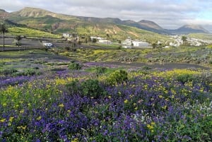 Północna Lanzarote: jaskinia, Jameos del Agua i punkt widokowy