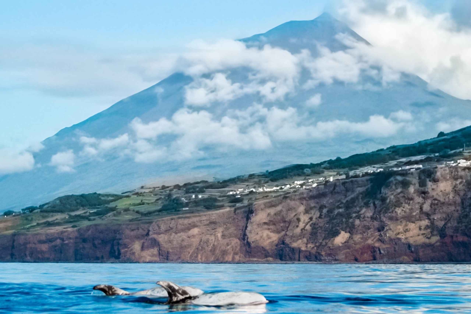 Pico Island: Whale Watching Experience from Lajes