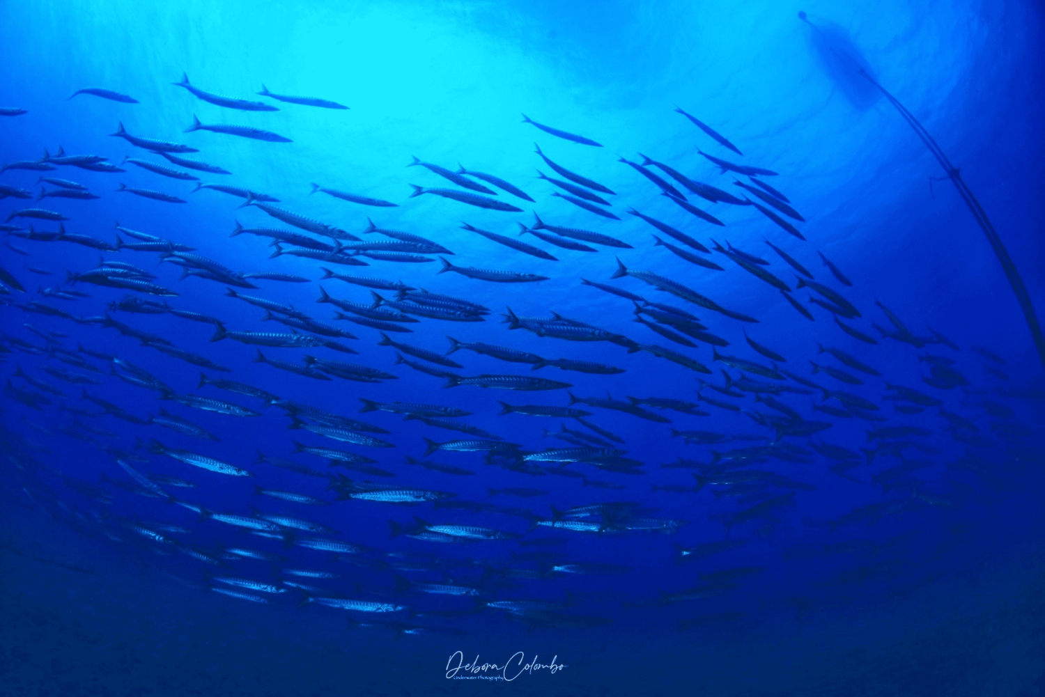 Playa Chica: prova immersione con istruttore