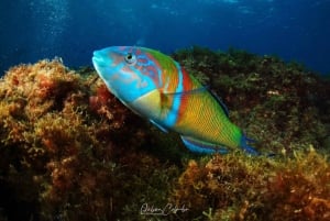 Playa Chica: Try Dive with Instructor