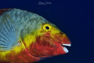 Playa Chica: Try Dive with Instructor