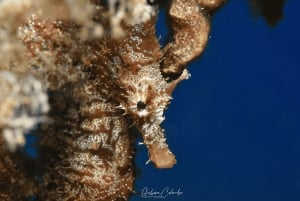 Playa Chica: Try Dive with Instructor