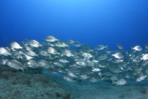 Playa Chica: Try Dive with Instructor