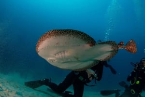 Puerto del Carmen: 2 Guided Scuba Dives (certified only)