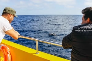 Puerto del Carmen: Speedbådstur med delfinobservation og svømmetur