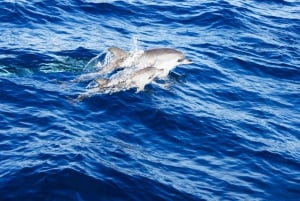 Puerto del Carmen: Speedbådstur med delfinobservation og svømmetur