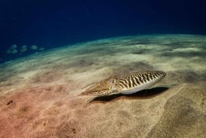 Puerto del Carmen: Guided Scuba Dive (certified only)