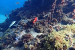 Puerto del Carmen: viagem de mergulho com instrutor de mergulho