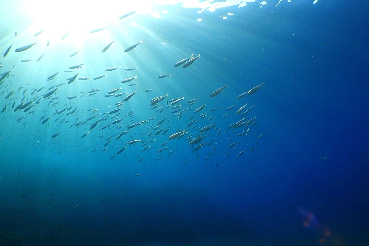 Puerto del Carmen: Prøv dykking fra stranden