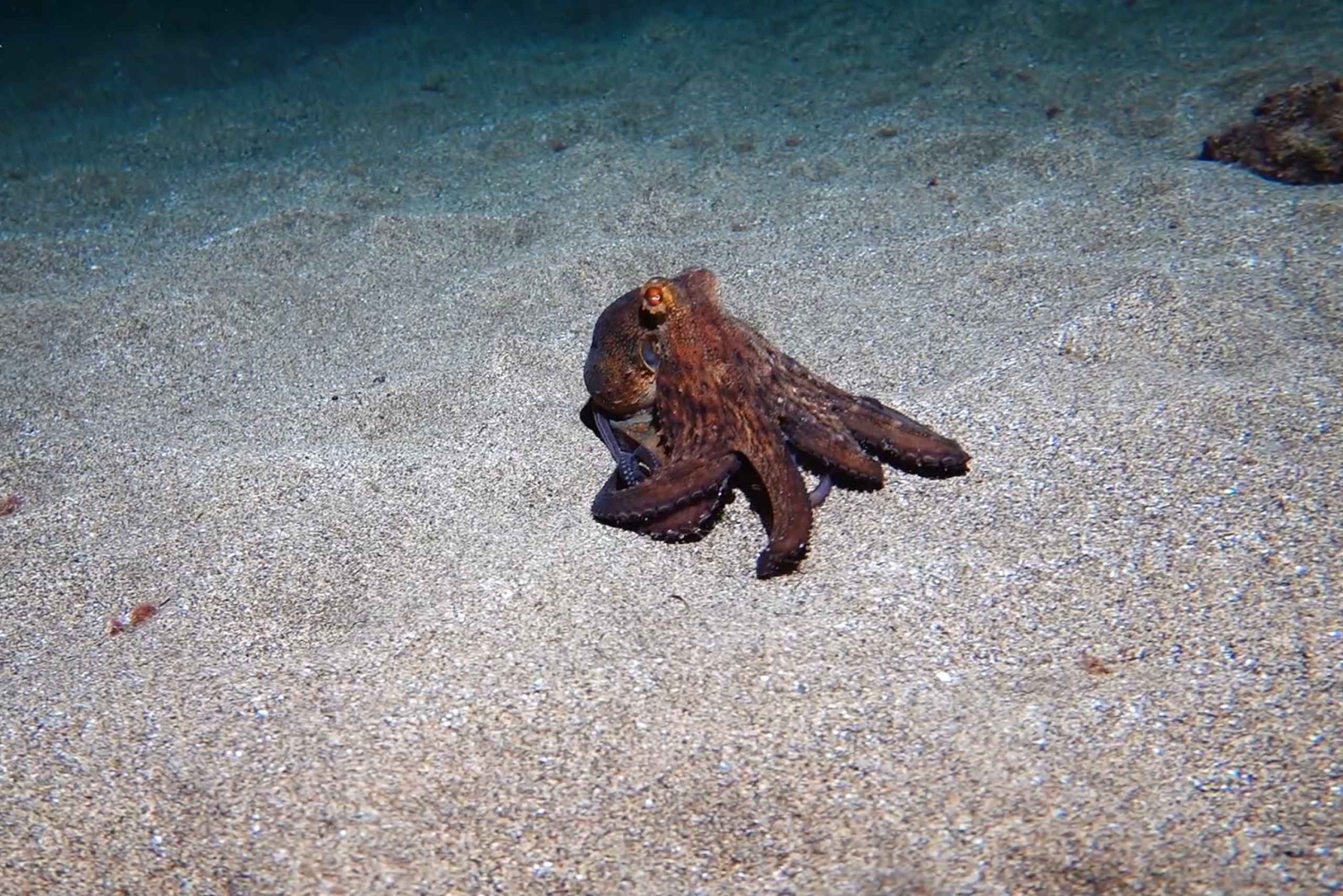 Puerto del Carmen: Prøv dykking fra stranden